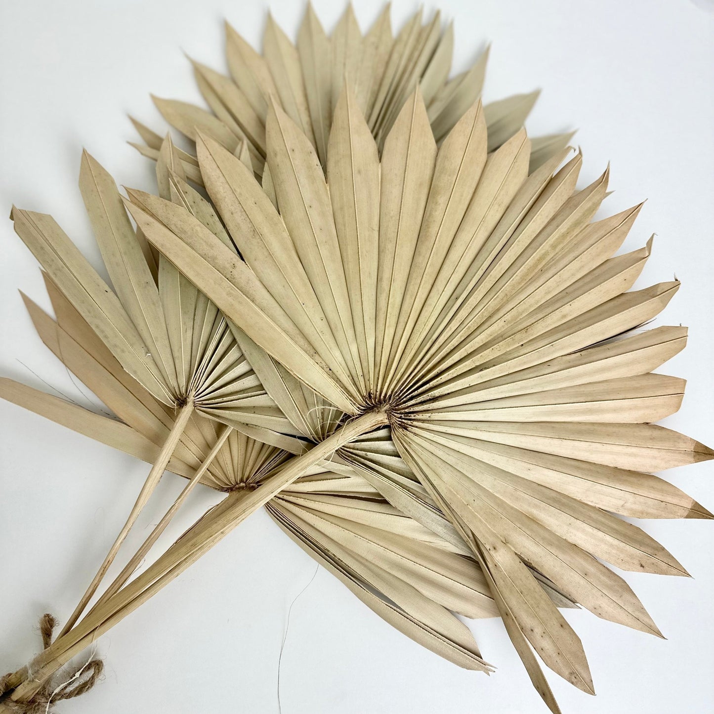 Papyrustrockenblume